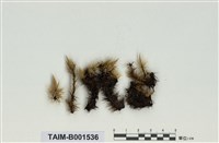 藏品(曲柄苔屬)的圖片